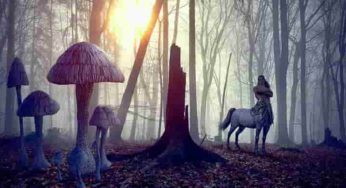 Guide to Building a Centaur Character: DnD 5e
