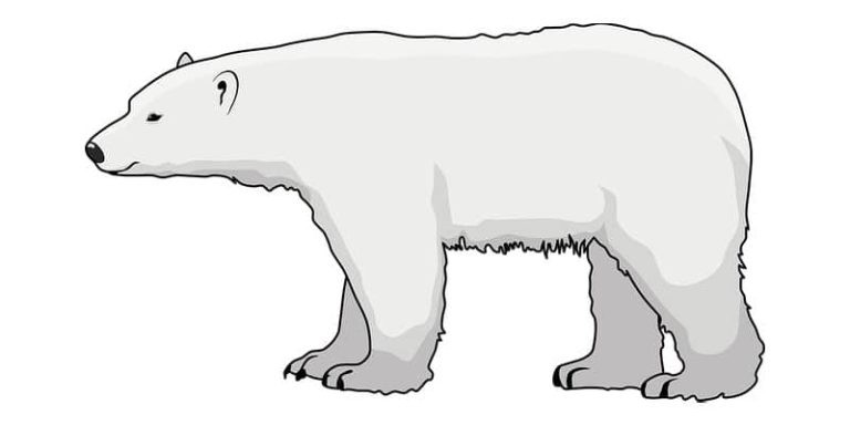 guide to building and playing an arctic druid in dnd 5e